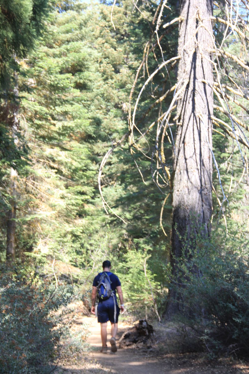 Big Stump Hike 